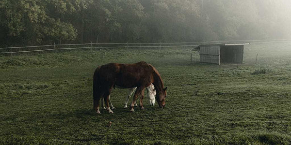 Equine Metabolisk Syndrom (EMS) - Groomers.horse